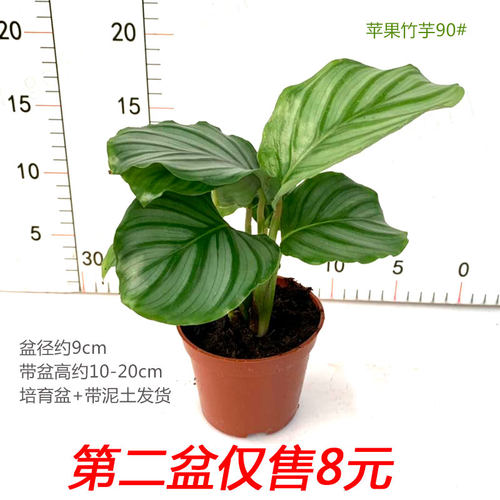 苹果竹芋盆栽室内客厅桌面四季常