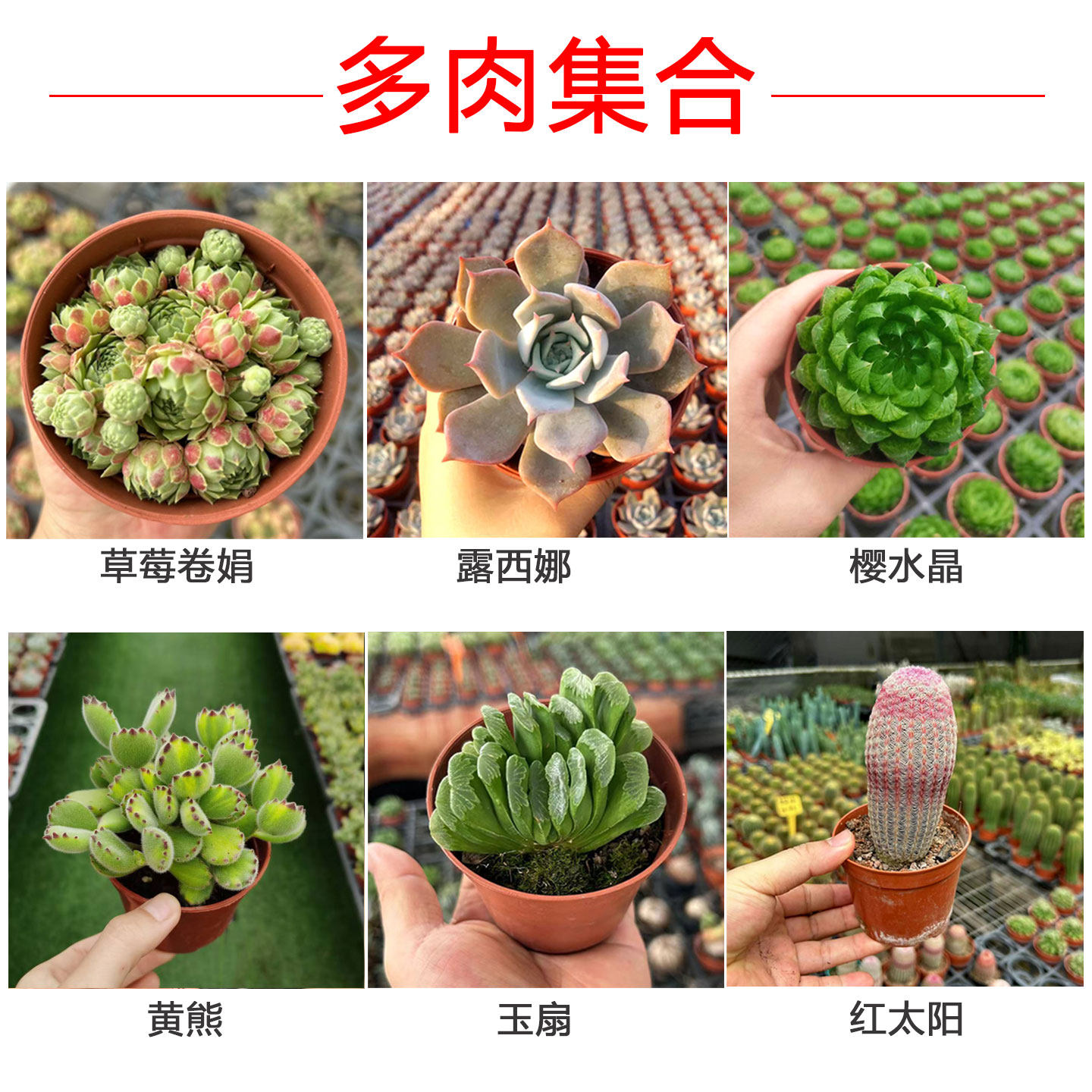 草莓卷娟黄熊红太阳露西娜樱水晶玉扇多肉植物室内耐旱盆栽易养护