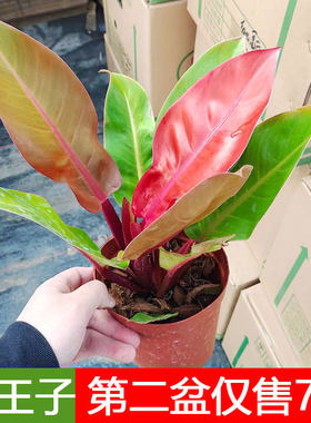 橙王子蔓绿绒旭日东升阳光帝王红钻盆栽室内办公客厅桌摆观叶植物
