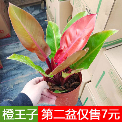 橙王子蔓绿绒旭日东升阳光帝王红钻盆栽室内办公客厅桌摆观叶植物