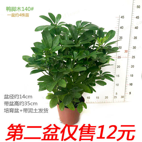 鸭脚木盆栽招财树苗室内桌面