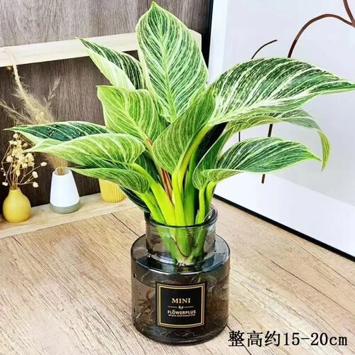 铂金钻蔓绿绒盆栽室内观叶客厅桌面植物四季常青杀菌北欧风好养护