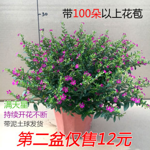 满天星小盆栽细叶带花苞植物室内外阳台庭院花卉花草鲜花四季 开花