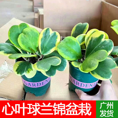 心叶球兰锦盆栽多肉苗室内办公客厅耐旱绿植情人节爱心礼物易养护