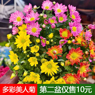 美人菊花盆栽带花苞多彩多瓣黄菊花室外耐晒喜水植物好养护广州发
