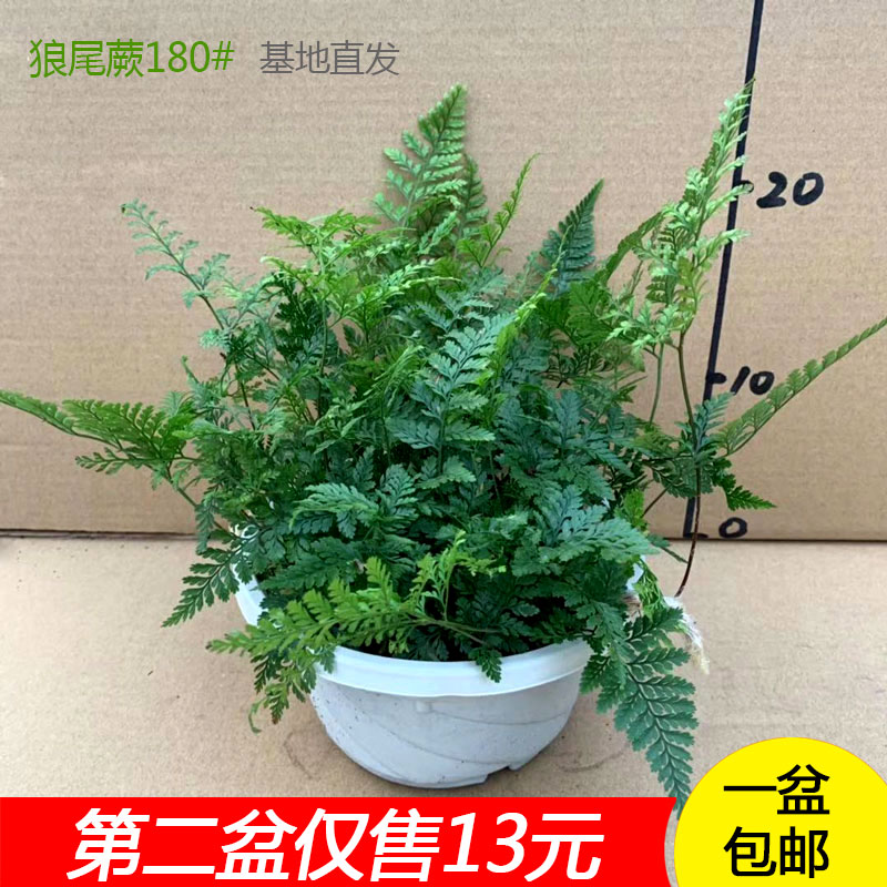 狼尾蕨兔脚龙爪桌面办公植物墙