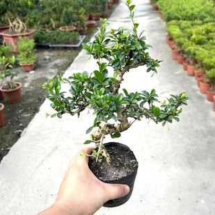 悬崖福建茶盆景老树桩室内外办公阳台庭院观白花观叶植物四季常青