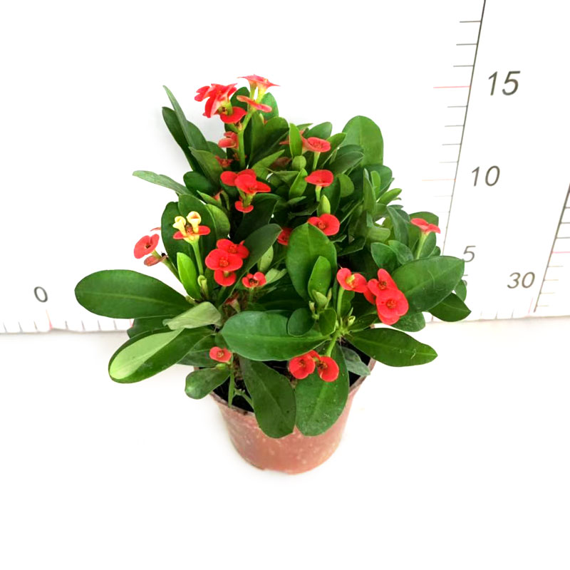 虎刺梅盆栽室内外铁海棠阳台植物四季海棠花开不断观叶耐热耐晒卉