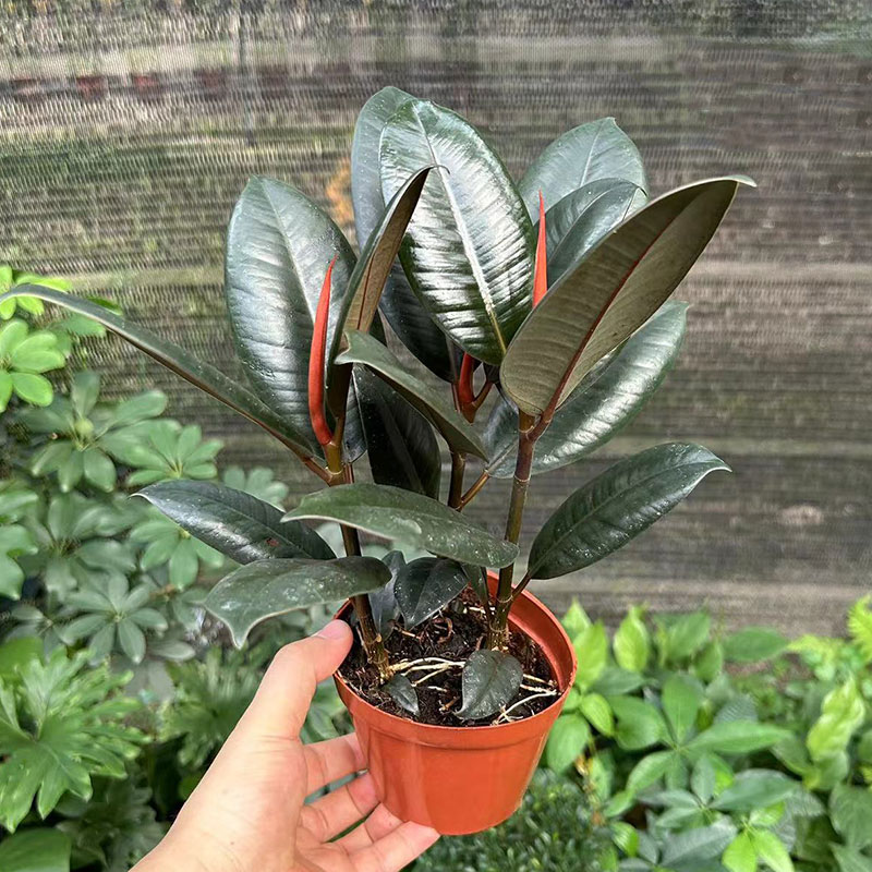 黑金刚盆栽橡皮树新家观叶花卉