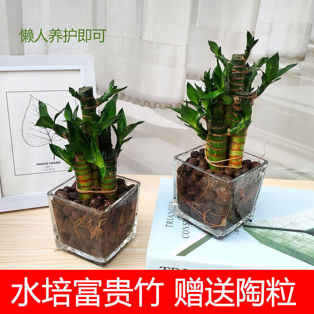 富贵竹盆栽步步高转运竹室内办公桌面绿植四季常青净化空气吸甲醛