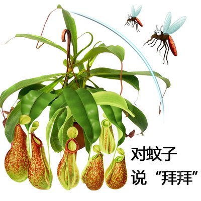 室内猪笼草食虫植物垂钓桌面