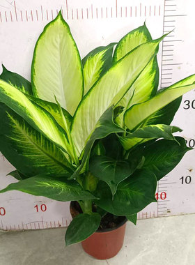 粉黛万年青盆栽玛丽安银皇后室内桌面办公绿色植物易养护四季常青