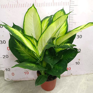 粉黛万年青盆栽玛丽安银皇后室内桌面办公绿色植物易养护四季常青