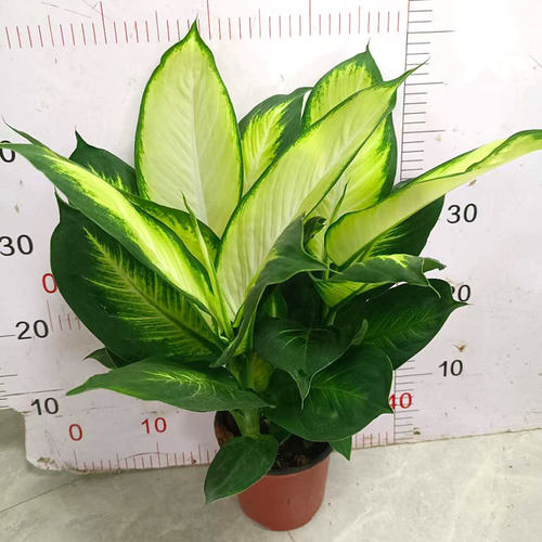 玛丽安银皇后绿色四季常青植物