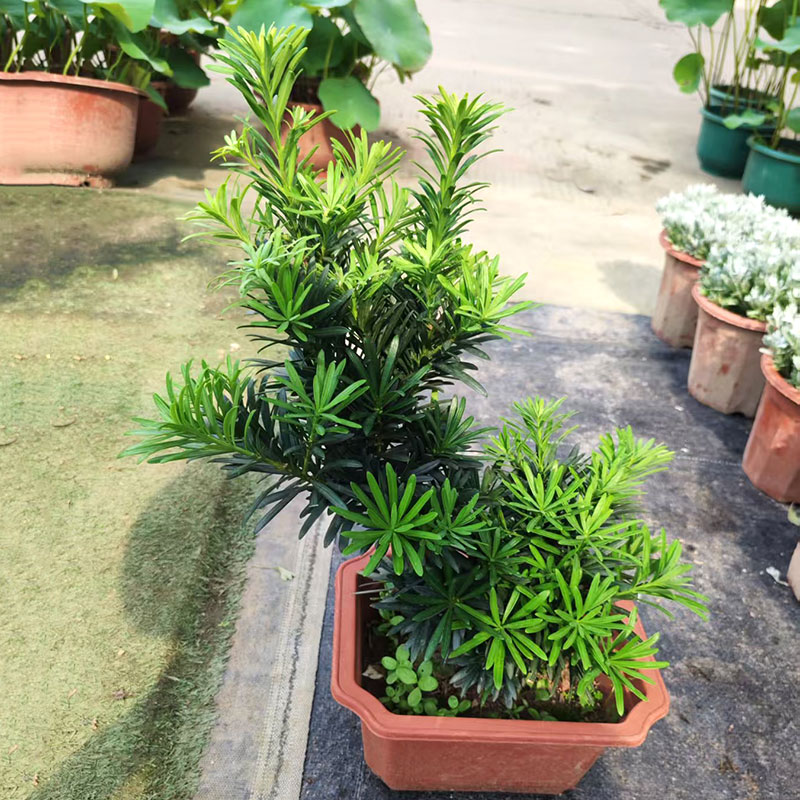 造型老桩罗汉松盆栽景小叶雀舌室内客厅阳台庭院四季常青观叶植物