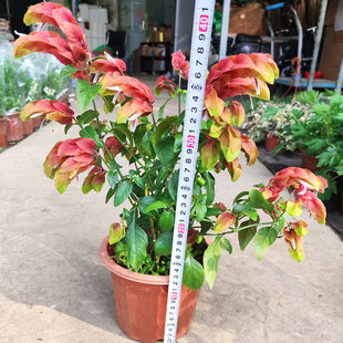 红虾花盆栽虾衣鸟尾盆栽室外阳台庭院耐晒喜水植物带花苞四季开花