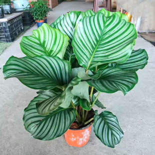 包邮 苹果竹芋盆栽圆叶花卉室内办公桌面书房四季 常青净化空气绿植