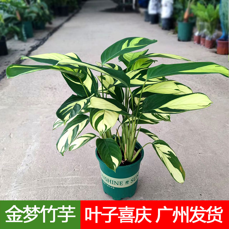 金梦竹芋盆栽室内办公客厅耐阴花卉易养护喜庆进口观叶植物好养活