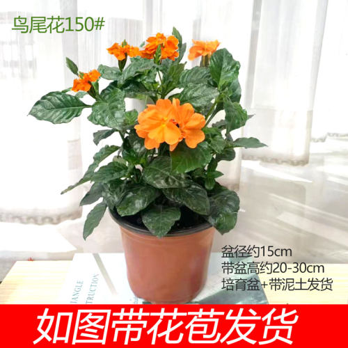 多年生耐热工程绿化花期长盆栽