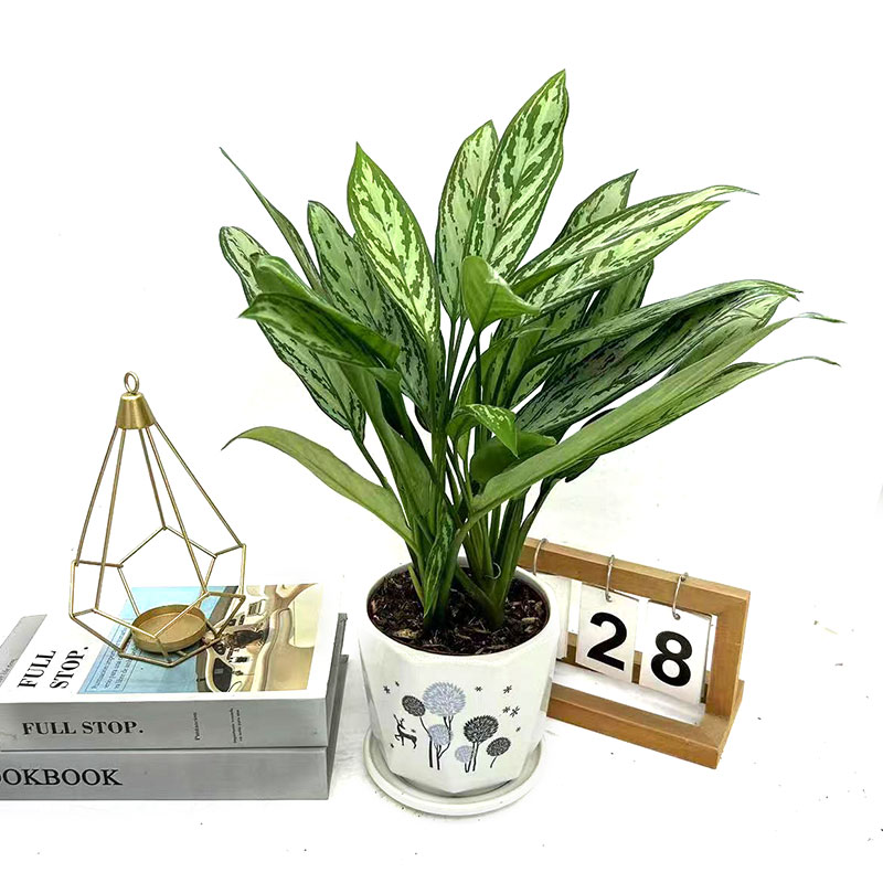 皇后万年青盆栽彩叶大植物桌面