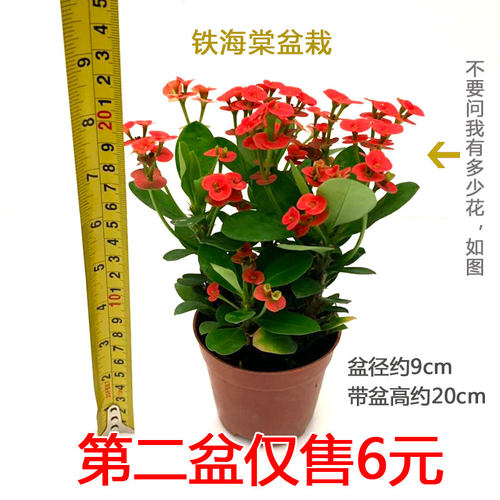 铁海棠带花苞桌面不断虎刺梅包邮
