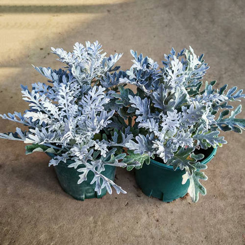 广州发货银叶菊盆栽观叶花卉