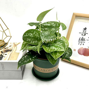 大小叶银斑葛盆栽花绿萝室内办公桌面书房四季 常青易养护观叶植物