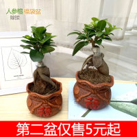 人参榕树盆景小榕树老桩苗室内外办公创意造型四季常青观叶茎植物