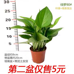 绿萝盆栽苗小花叶绿萝白金葛室内办公桌面客厅易养护净化空气花卉