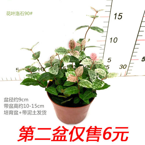 花叶络石盆栽黄金彩叶洛室内办公