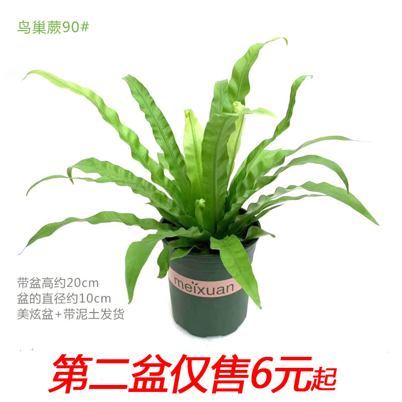 鸟巢蕨盆栽山苏花王冠蕨苗