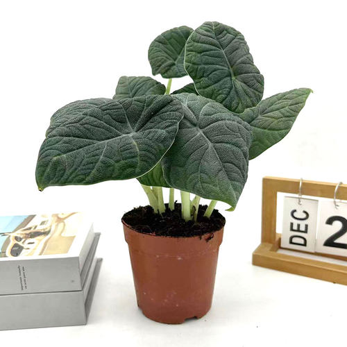 哈密瓜海芋观叶植物室内客厅