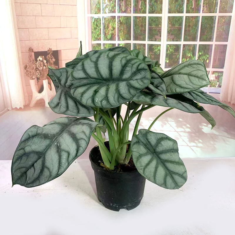 白色海芋犀牛盆栽龙鳞大叶进口网红新品种室内桌面北欧风观叶植物