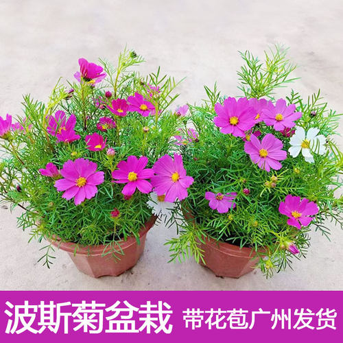 波斯菊格桑花带花苞室外阳台庭院