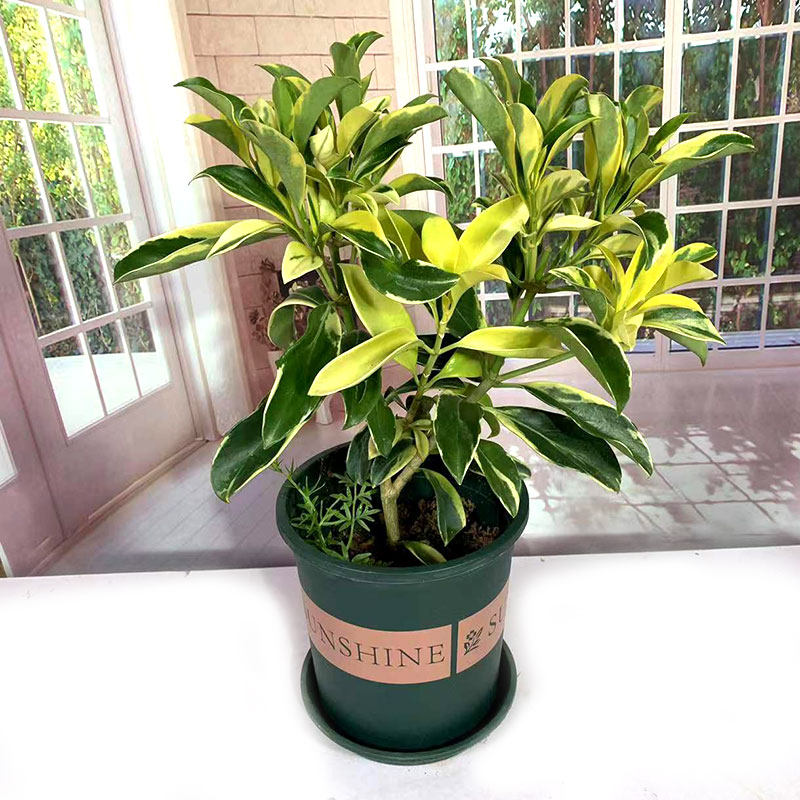 非洲茉莉盆栽黄金观叶植物室内外客厅阳台庭院四季常青吸甲醛花卉