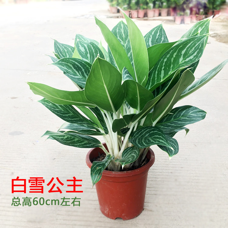 白雪公主白柄粗肋草除甲醛植物