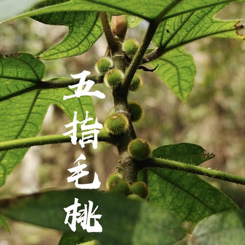 新鲜五指毛桃根农家五爪龙野生无硫广西煲汤材料莫氏鸡煲原材料