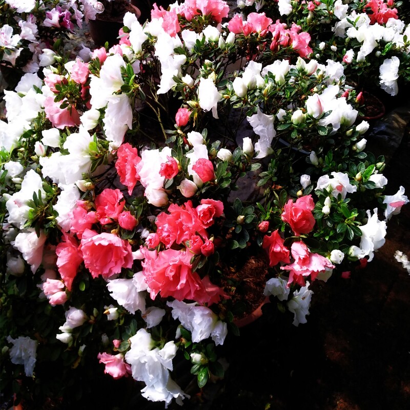 稀有品种五宝杜鹃五宝绿珠四海波欢天喜地丹东老八种盆栽园艺绿植