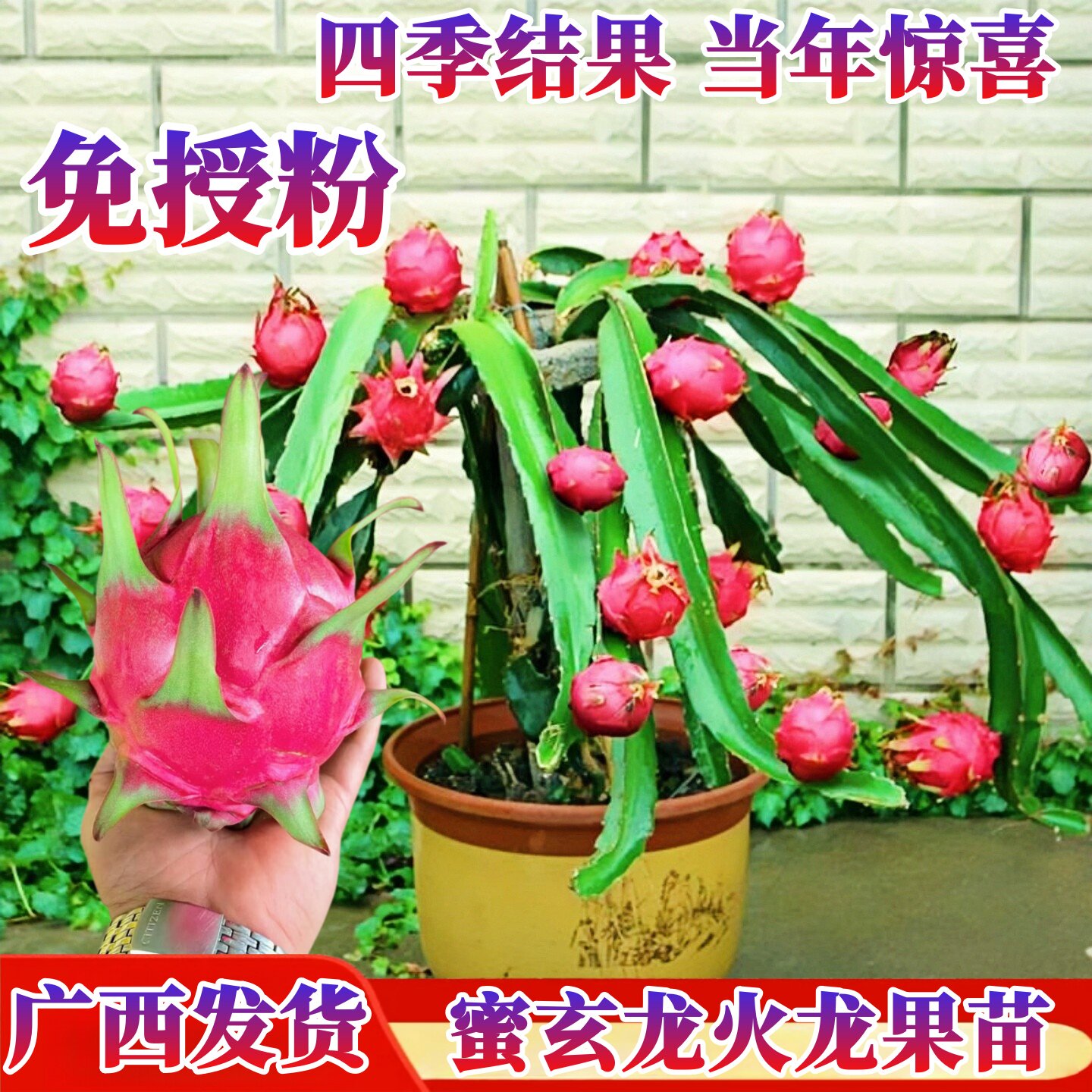 蜜玄龙火龙果苗红心火龙果树果苗