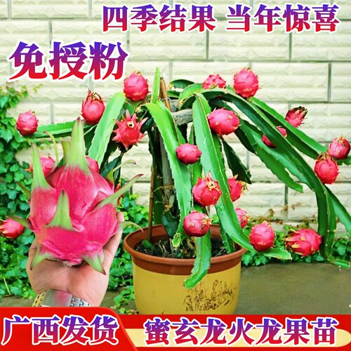 蜜玄龙火龙果苗红心火龙果树果苗