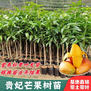 贵妃芒果树苗金煌芒台农桂七四季凯特芒果苗嫁接树苗地栽盆栽结果