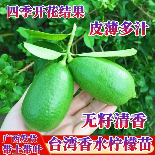 台湾香水柠檬苗当年结果南北可种