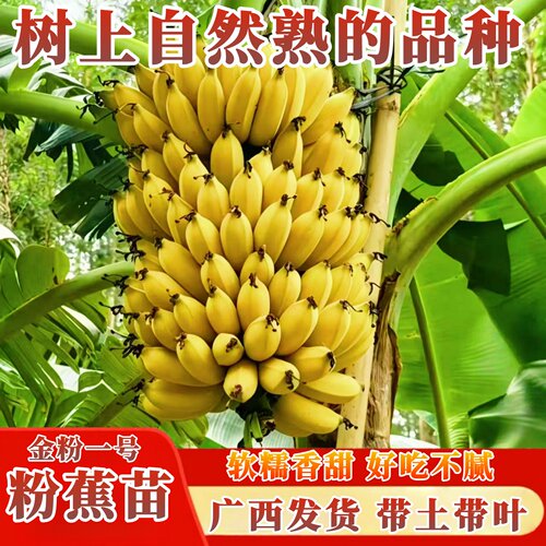 矮化粉蕉苗软糯香甜高产易种