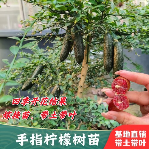 澳洲手指柠檬嫁接苗盆栽当年结果