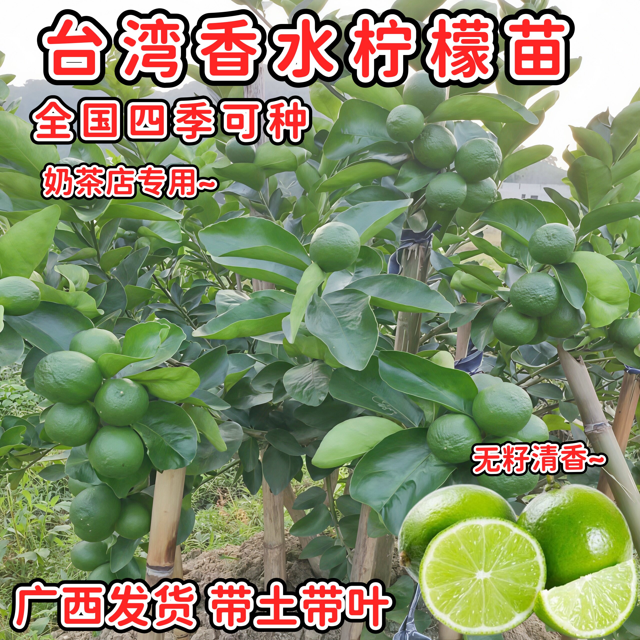 台湾香水柠檬苗果树苗四季可种南北方种植当年结果带土带叶
