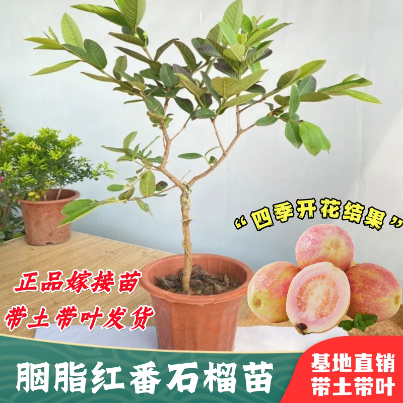 胭脂红番石榴树苗嫁接苗当年结果图片