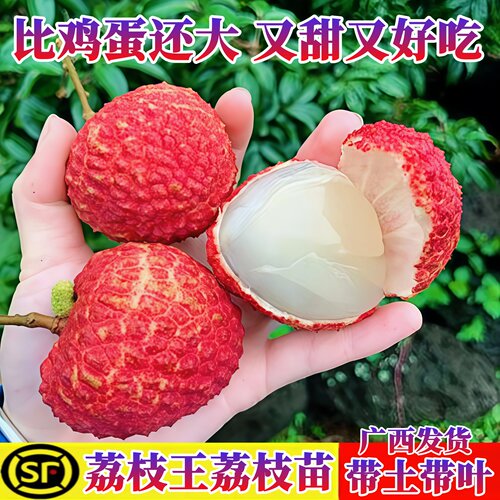 荔枝王嫁接苗盆栽地栽带土带叶发