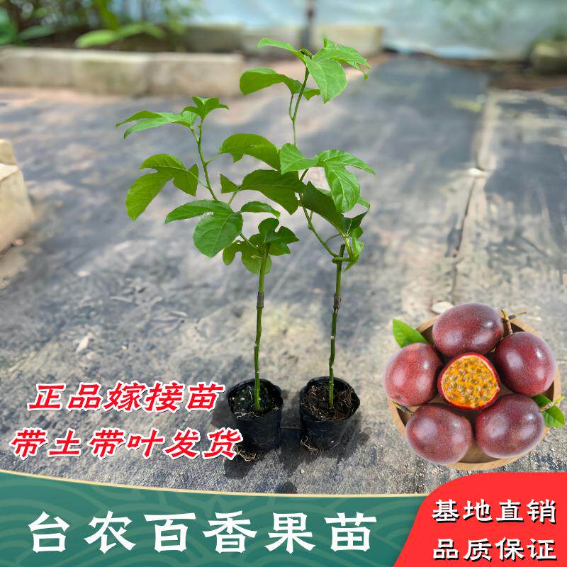 台农百香果苗嫁接苗纯甜四季结果图片