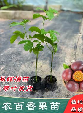 台农百香果苗嫁接苗纯甜四季结果