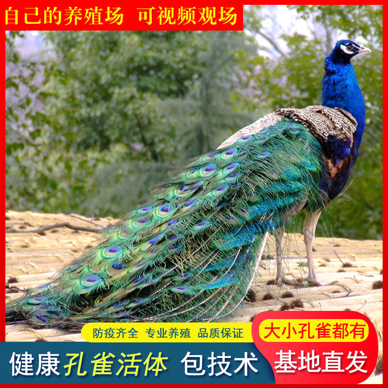 蓝白花活体孔雀幼苗崽公母一对成年宠物鸟景区观赏开屏鸟宠物养殖
